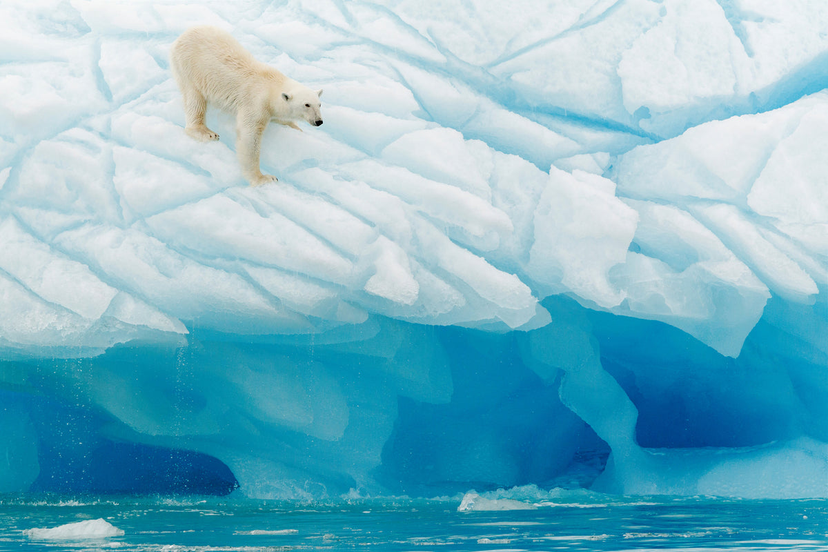aluminium-print-polar-bear