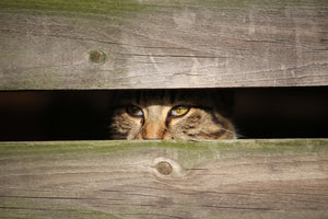 3-piece-acrylic-print-cat-in-hiding