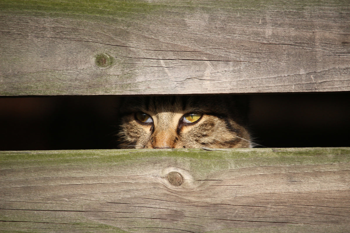 3-piece-acrylic-print-cat-in-hiding
