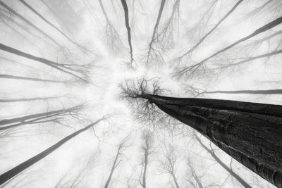 poster-print-tree-trunk