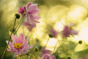 framedposter-print-dance-of-the-flowers-x