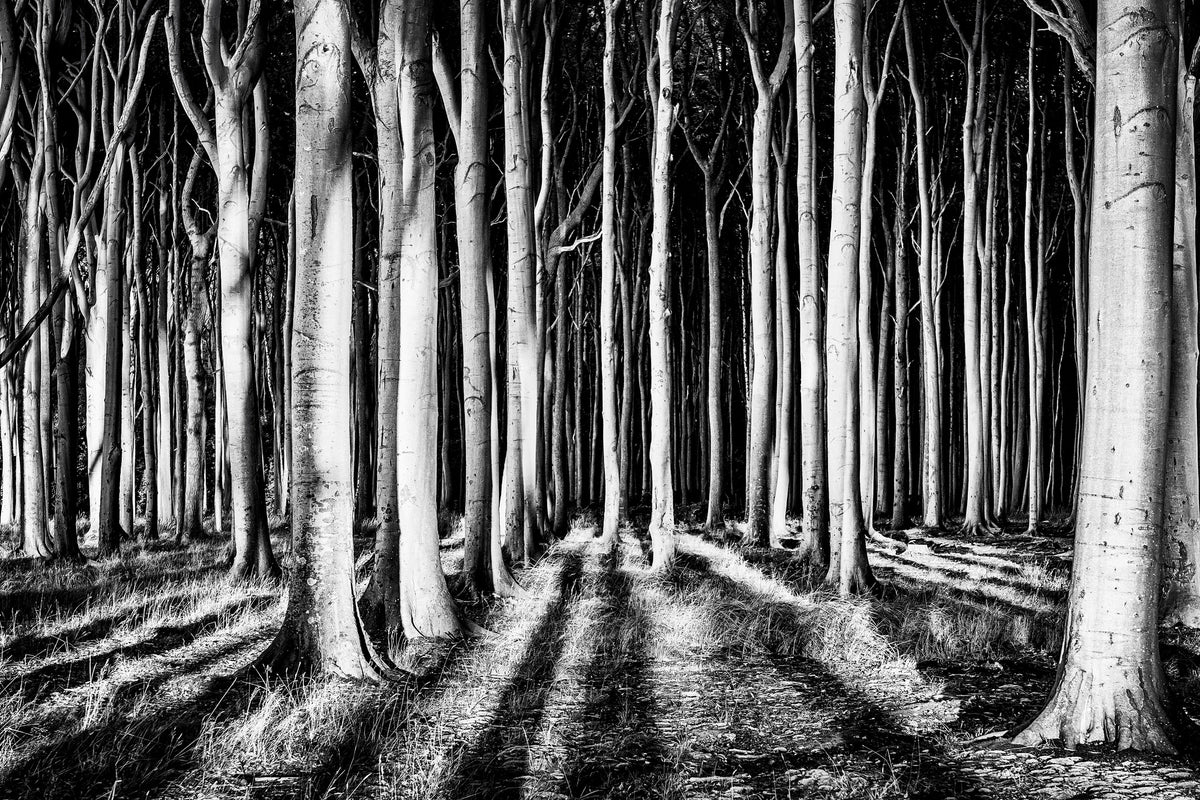 framedposter-print-ghost-forest