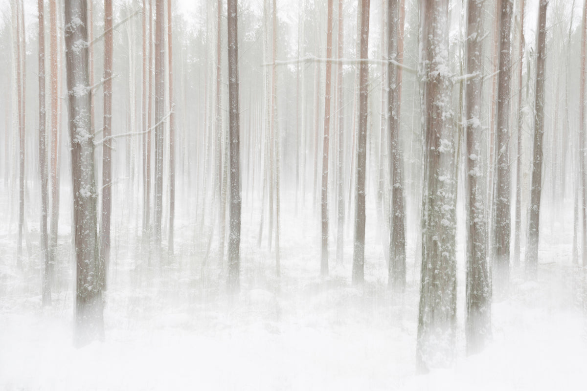 framedcanvas-print-winterforest-in-sweden-x