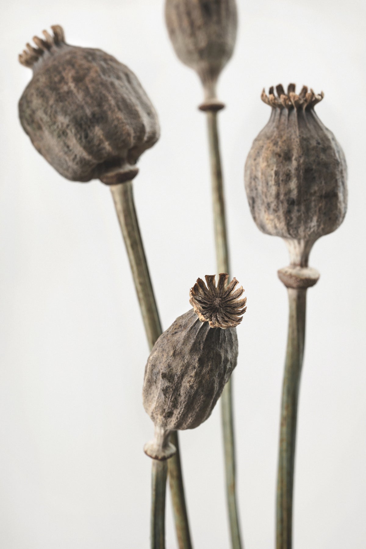 canvas-print-dried-006