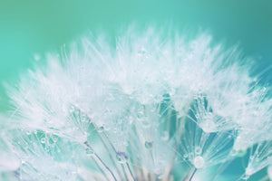 3-piece-canvas-print-close-up-dandelion-in-morning-dew