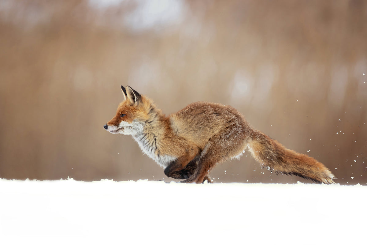 acrylic-print-red-fox-xmv