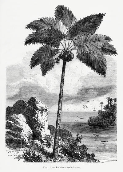 poster-print-vintage-palm-tree-drawing-i