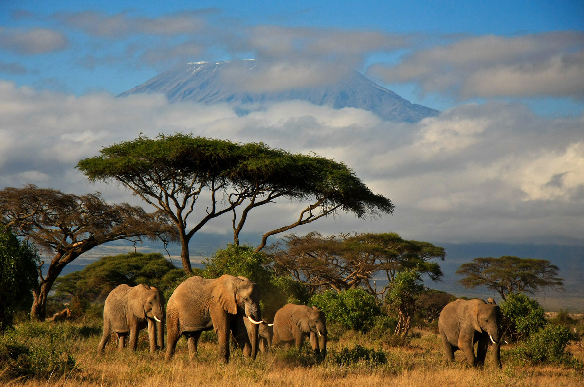 poster-print-elephant-family-in-front-of-mt-kilimanjaro