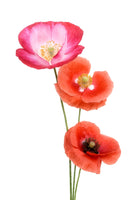 canvas-print-colourful-poppies-x