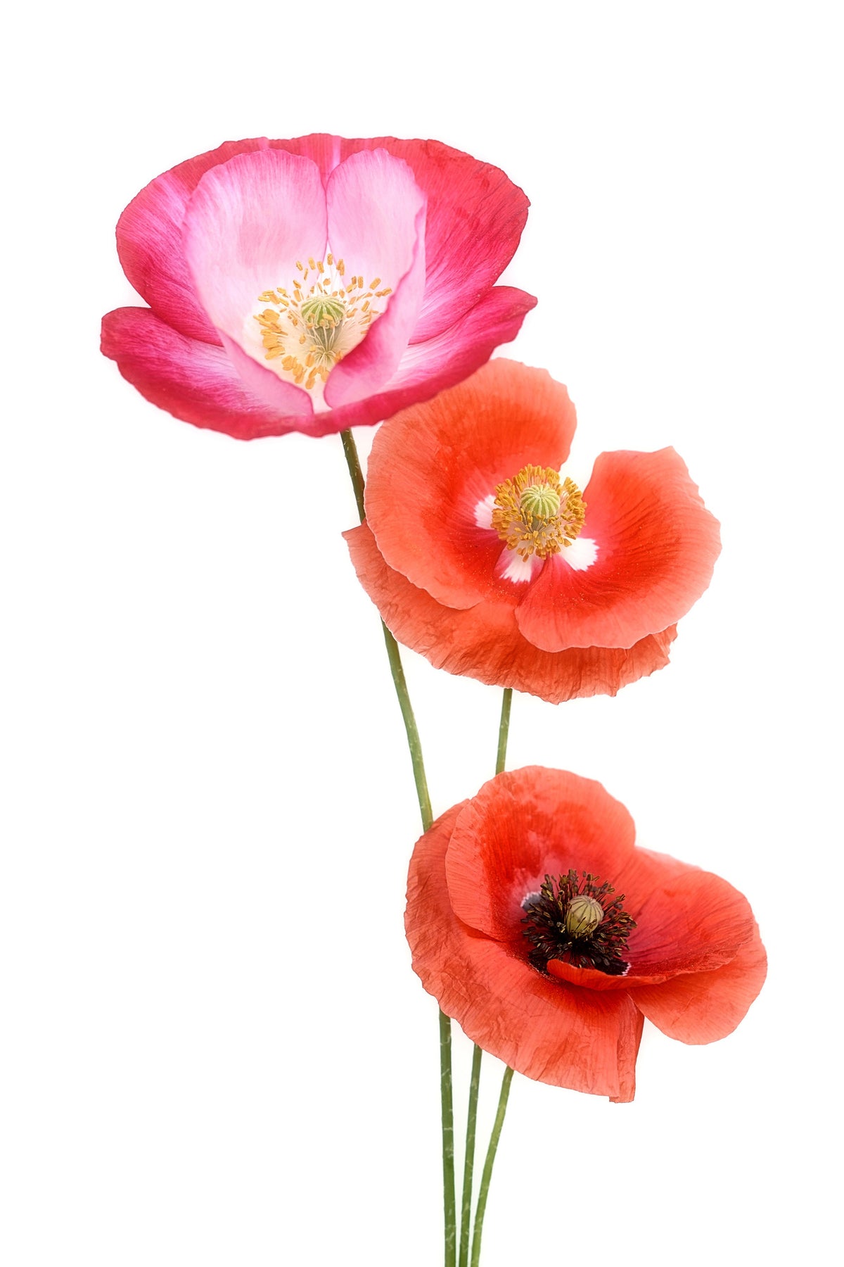 canvas-print-colourful-poppies-x