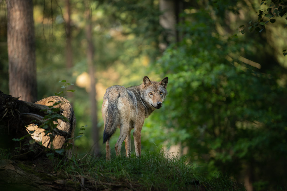 poster-print-in-the-gaze-of-the-wild-animal