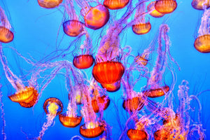 aluminium-print-colorful-jellyfish