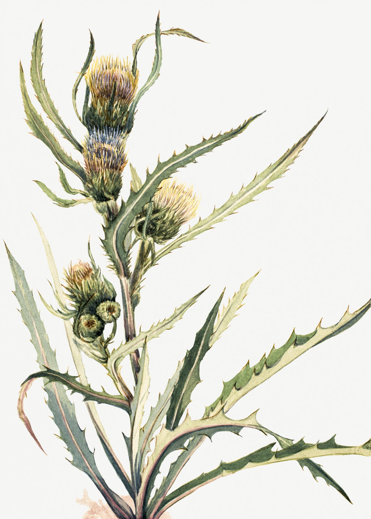 acrylic-print-white-thistle