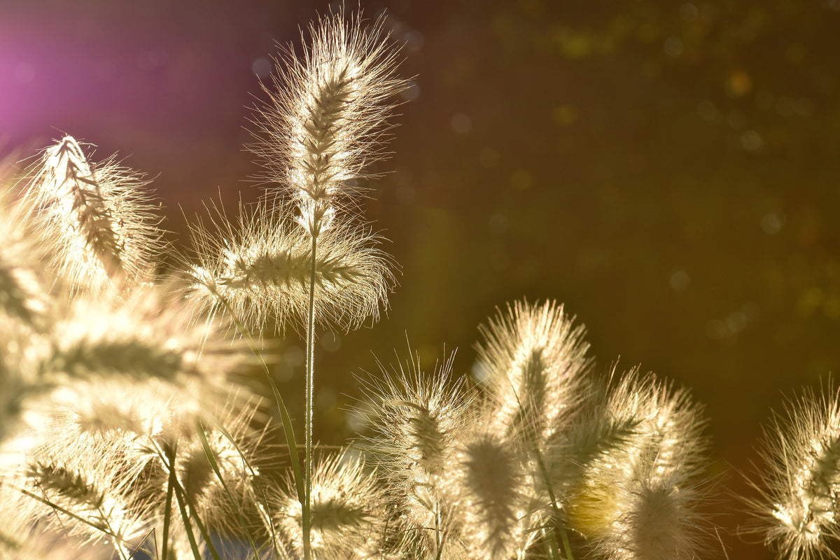 aluminium-print-the-ornamental-grass