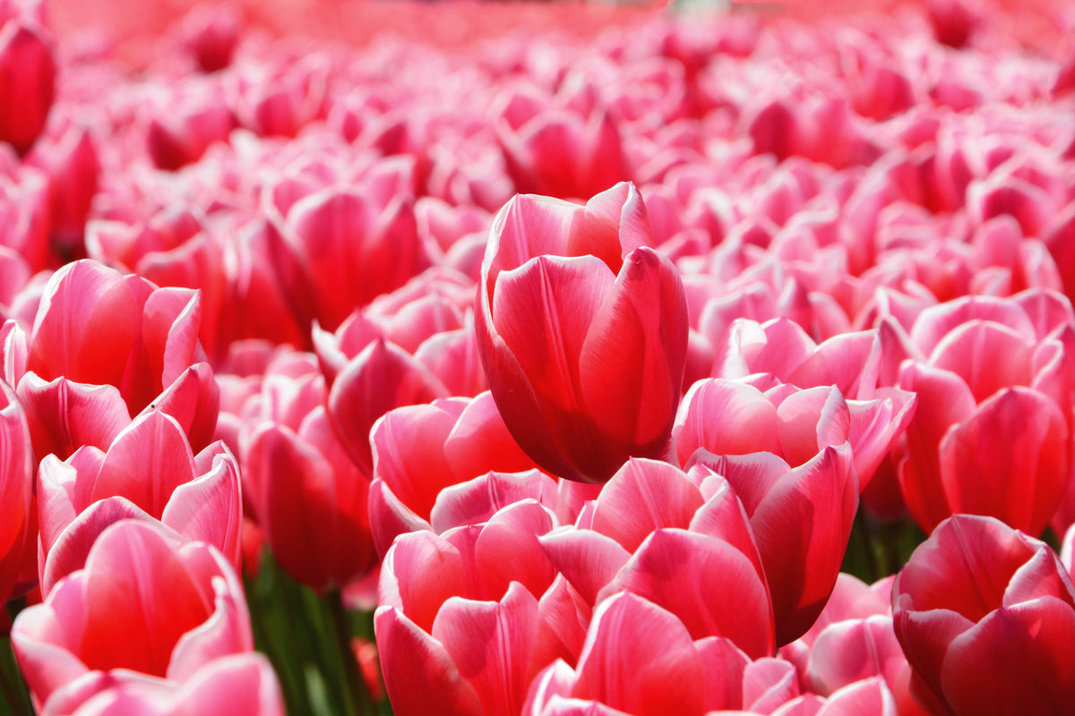 3-piece-acrylic-print-happy-tulip-field