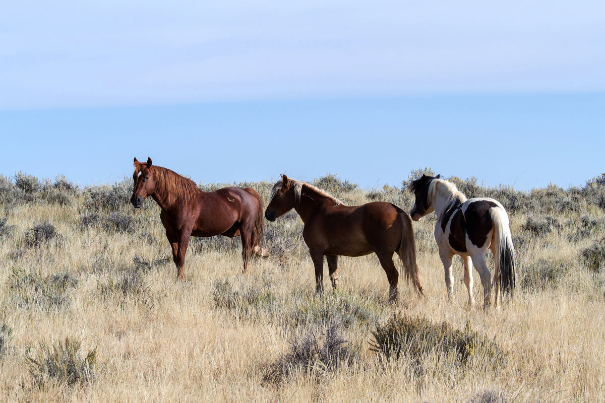 framedposter-print-3-horses-in-nature