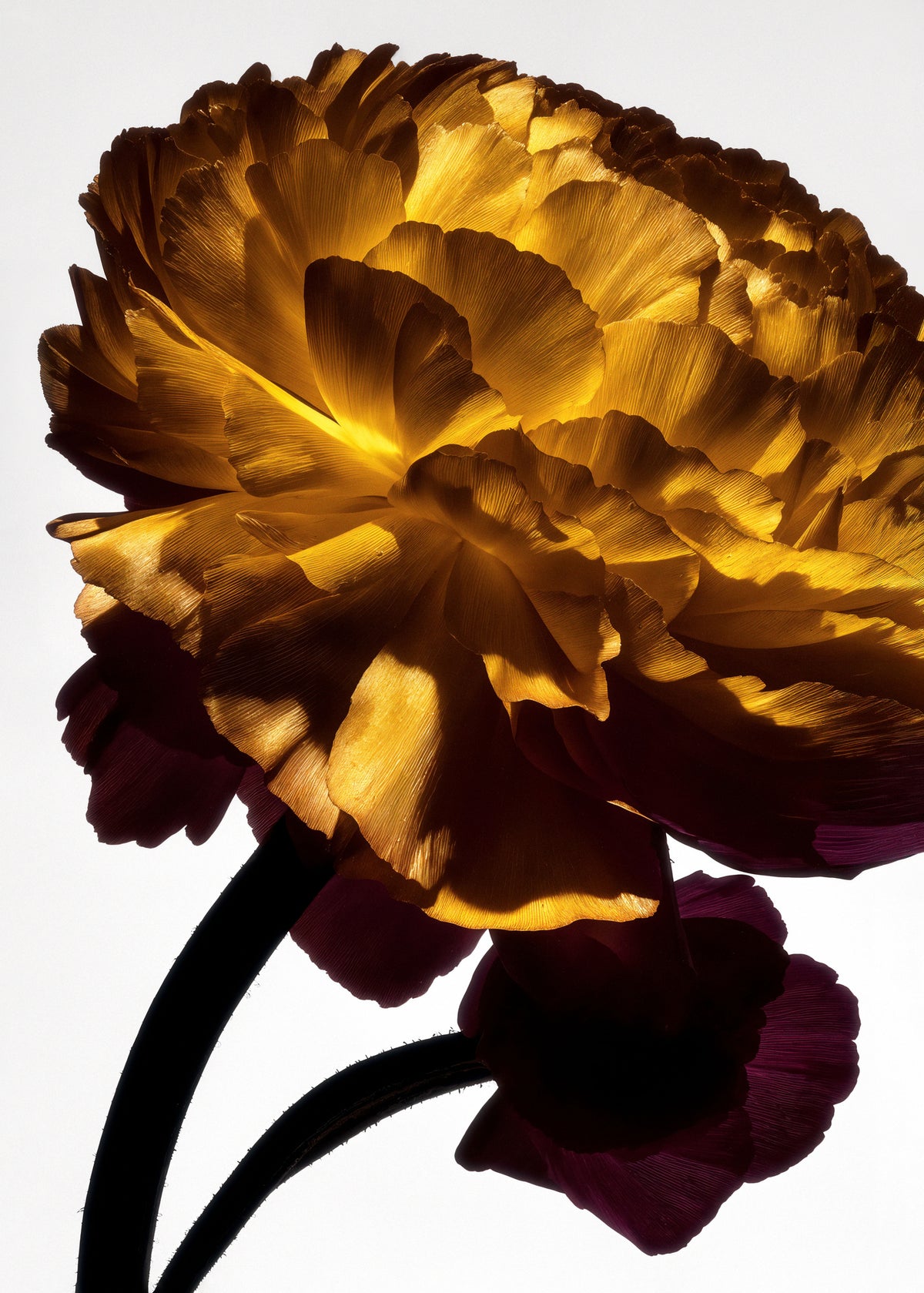 aluminium-print-lightfall-florals-golden-ember