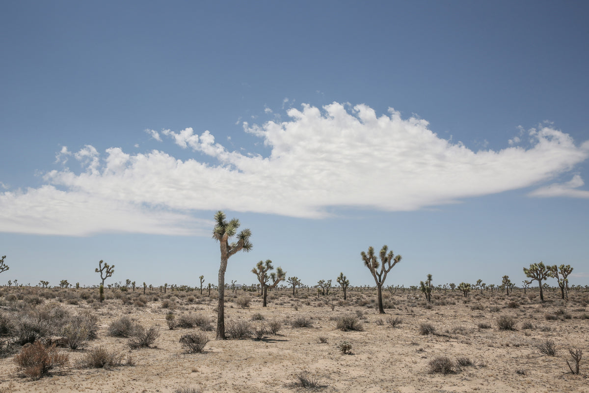 aluminium-print-beauty-of-a-desert-landscape
