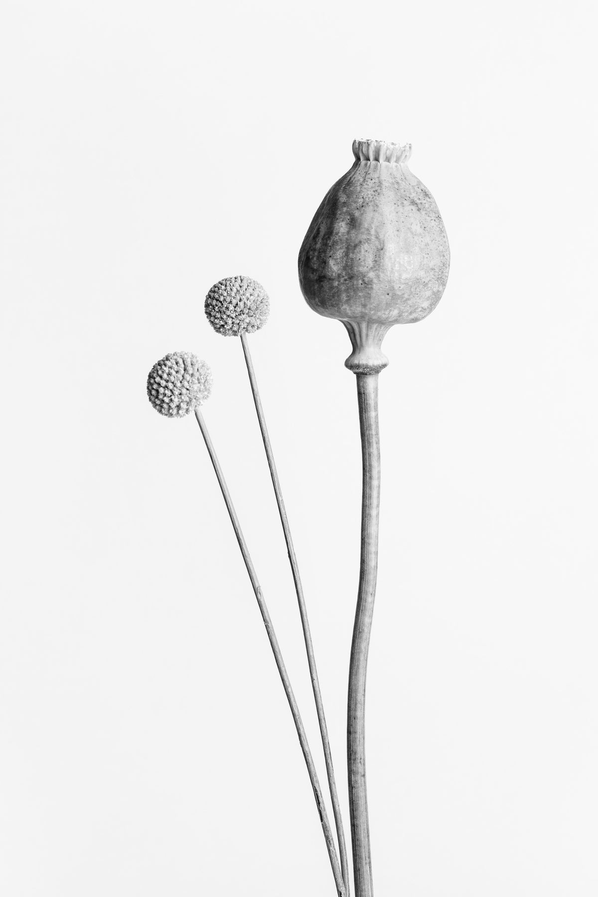 framedcanvas-print-poppy-seed-capsule-black-and-white