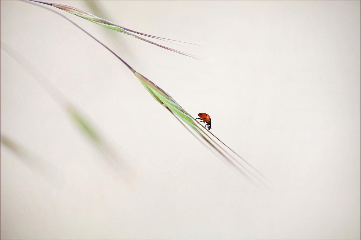framedposter-print-ladybug