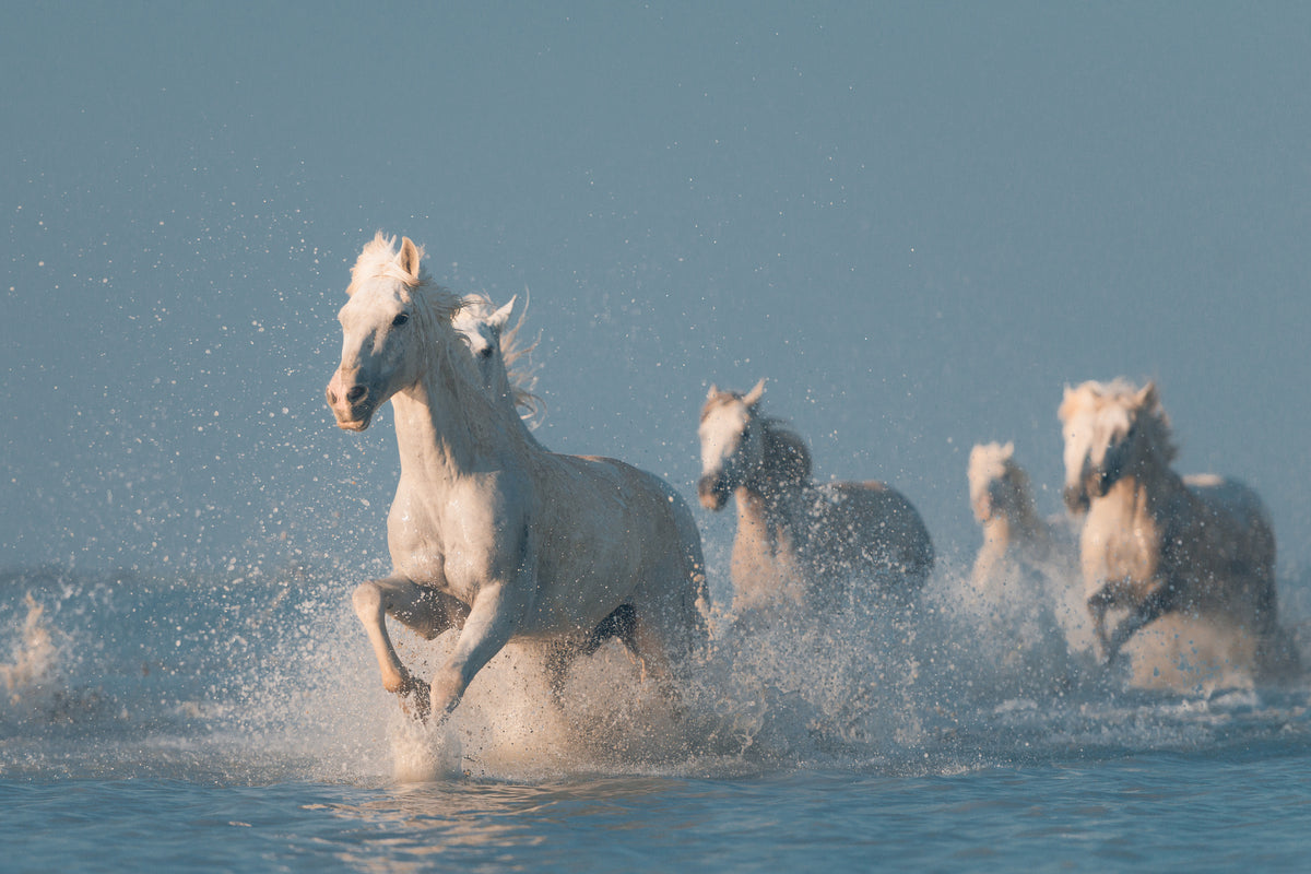 poster-print-angels-of-camargue-2