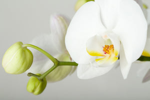 3-piece-aluminium-print-giant-orchid