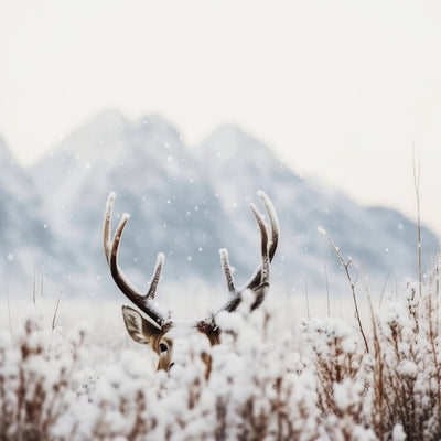 poster-print-hidden-in-snow
