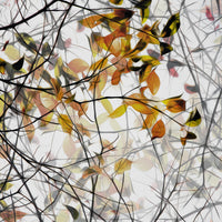 canvas-print-autumn-song