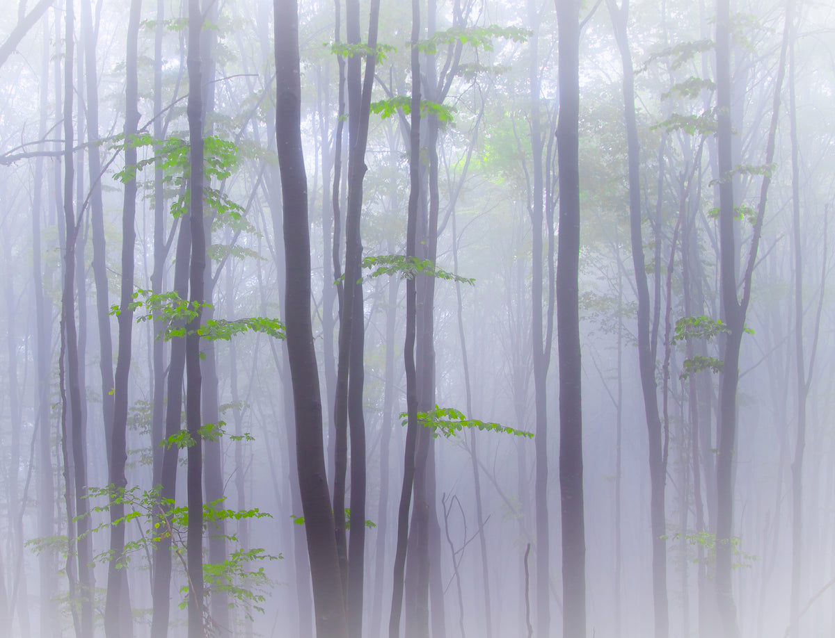 4-piece-aluminium-print-misty