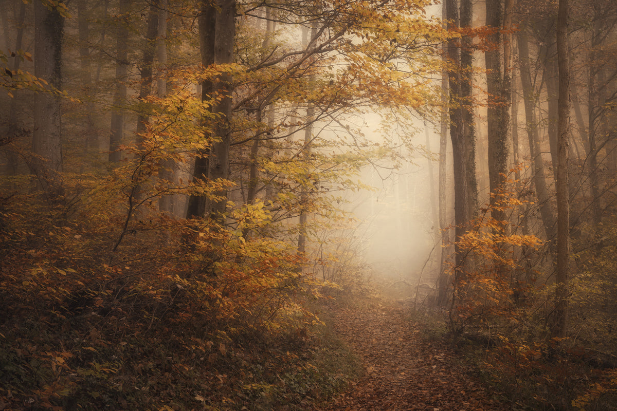 framedposter-print-in-fall