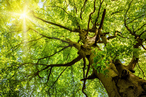 acrylic-print-sun-shines-through-an-old-beech-tree
