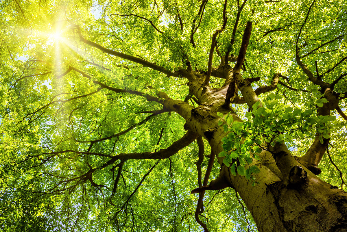 acrylic-print-sun-shines-through-an-old-beech-tree