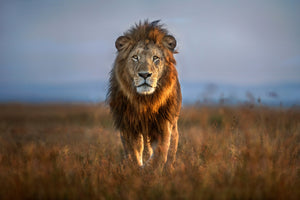 canvas-print-lion-close-up-x