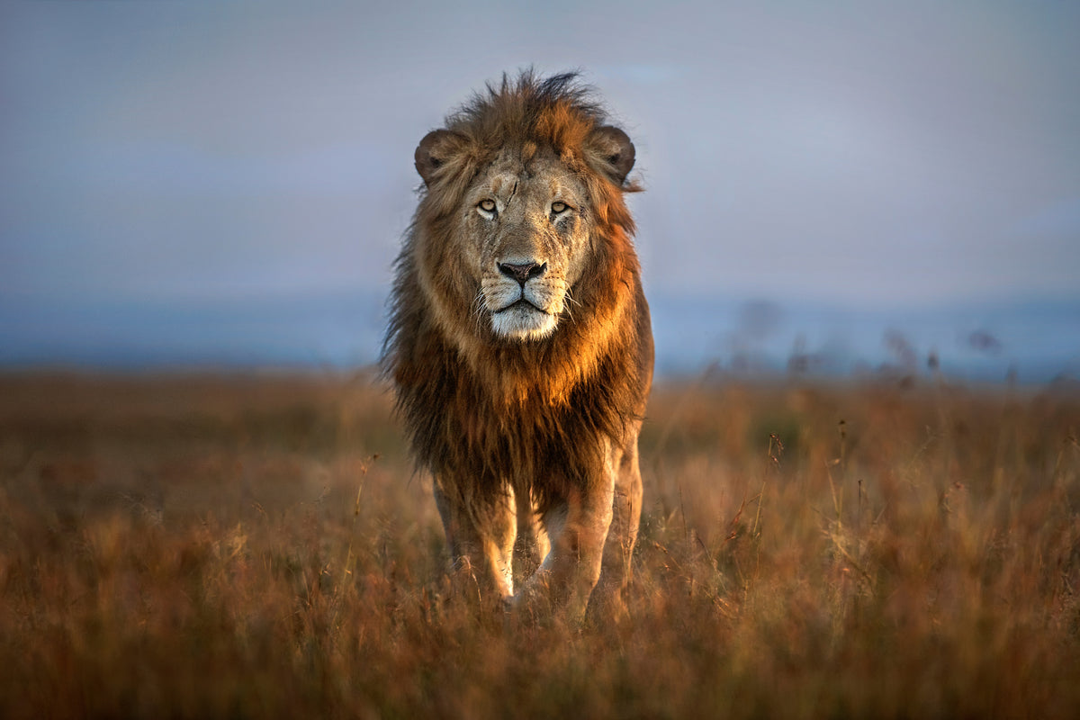 canvas-print-lion-close-up-x