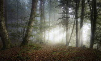 canvas-print-early-fall