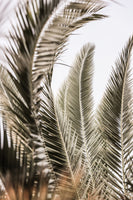 framedcanvas-print-whispers-of-palms