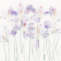 9-piece-aluminium-print-crocuses-in-the-grass