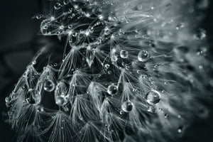3-piece-canvas-print-blowball