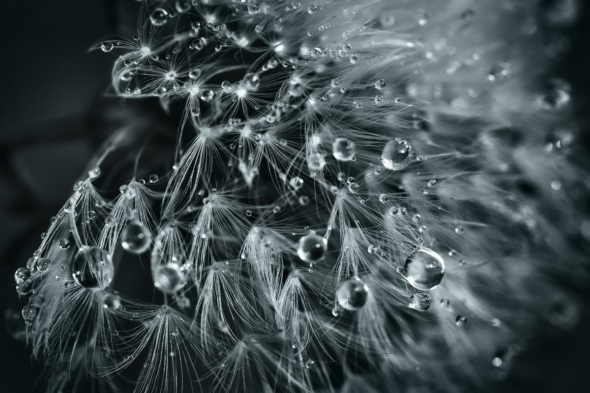 3-piece-canvas-print-blowball