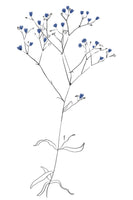 aluminium-print-simple-line-art-plant