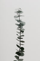 framedposter-print-eucalyptus-natural-02