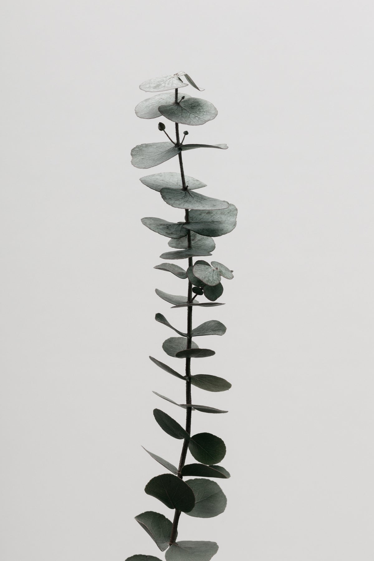 framedposter-print-eucalyptus-natural-02