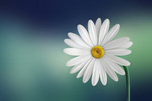 aluminium-print-flower