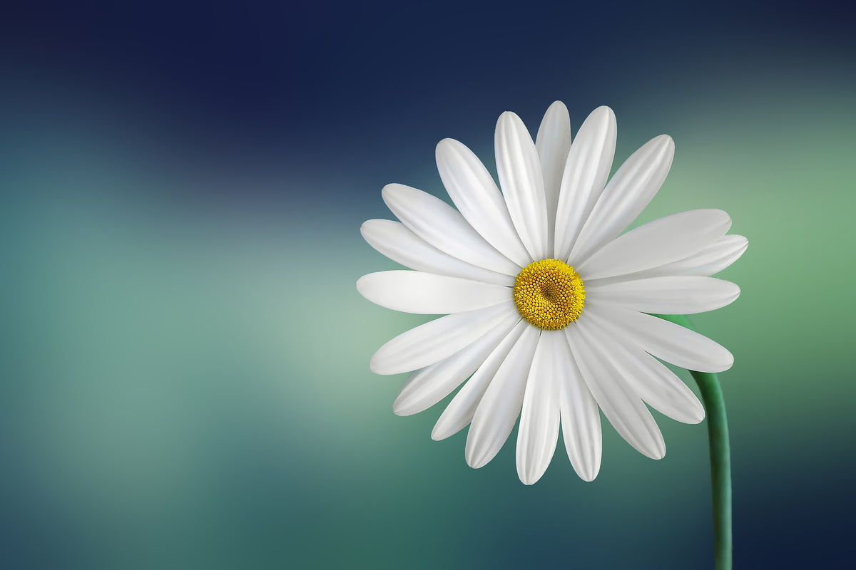 aluminium-print-flower