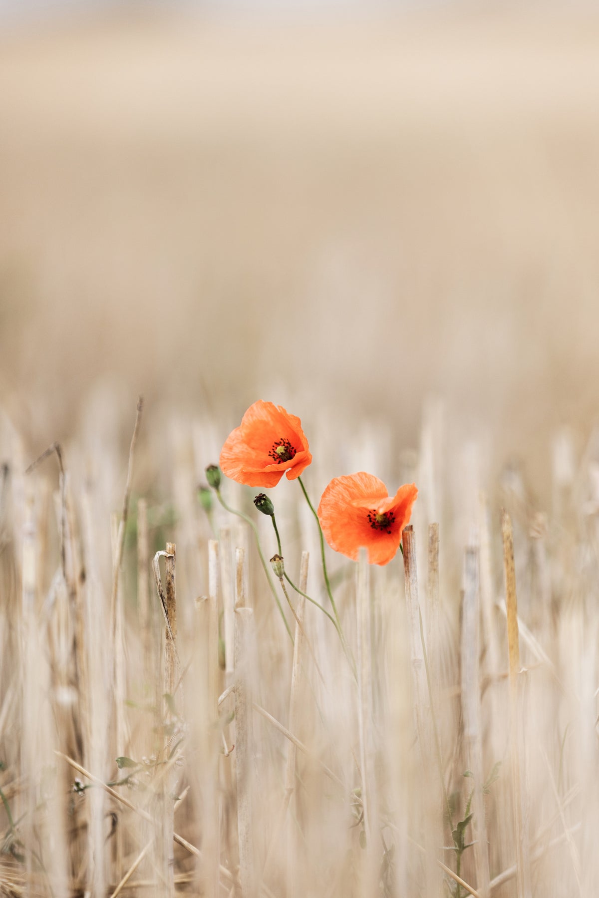 poster-print-summer-poppies