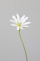 acrylic-print-small-white-flower-1