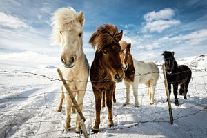 modern-3-piece-canvas-print-icelandic-hair-style