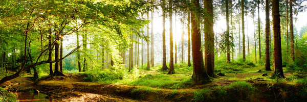 panoramic-3-piece-canvas-print-forest-in-spring