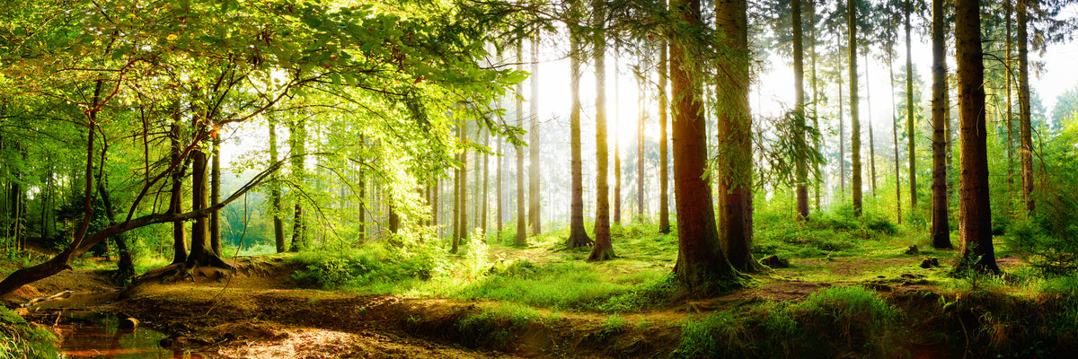 panoramic-3-piece-canvas-print-forest-in-spring