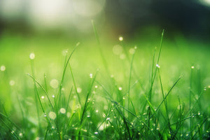 canvas-print-meadow-with-morning-dew